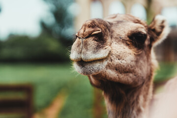 Close-up shot of a camel on a blurred background