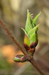 Bourgeon sur une branche de lilas en gros plan