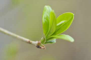 Bourgeon de feuilles sur un arbuste en gros plan