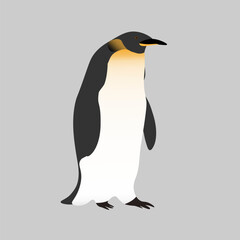 Cute realistic Emperor penguin on a grey background. Realistic bird of the Antarctic.Editable Vector for packaging, paper, prints and cards, education materials, design element.
