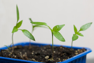 Growing seedlings in a plastic container.  Green seedling sprouts. Close-up.