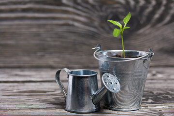 Growing seedlings in a miniature metal bucket. Next to it is a miniature watering can. Green seedling sprouts. Close-up.