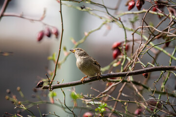 Fototapeta premium bird on branch