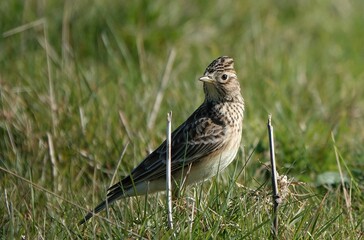 Shallow focus of a skylark bird on a green grass