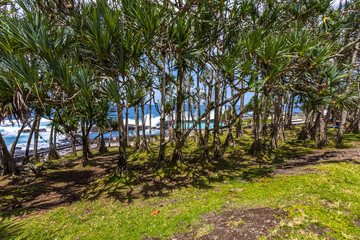 Obraz premium Sous les pandanus de Baril-les-Bains, île de la Réunion 
