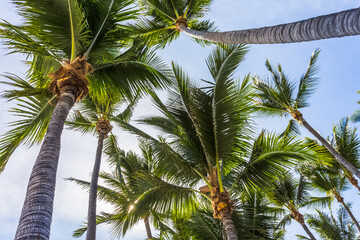 Obraz premium Cocotiers 