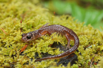 Closeup on an Oregon Ensatina eschscholtzii salamander sitting on green grass