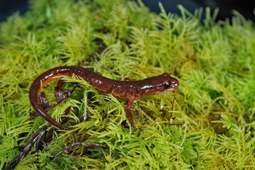 Closeup on a male Californian Ensatina eschscholtzii picta salamander, sitting on green moss