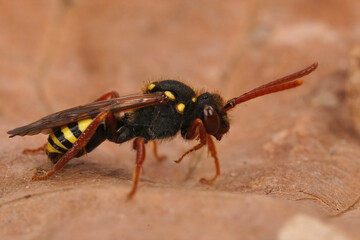 Close-up shot of a wasp sitting on a dry leaf