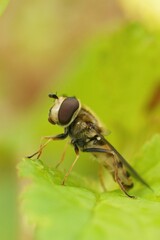 Closeup on a Migrant hoverfly, Eupeodes corollae, sitting on a g