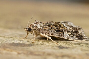 Closeup on the Marbled White Spot Deltote pygarga sitting on woo