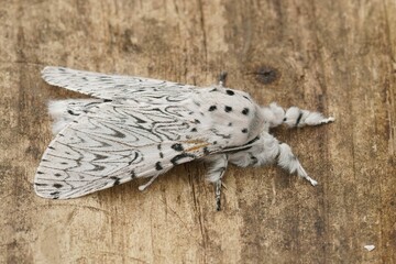 Fototapeta na wymiar Closeup on the white Lesser Puss Moth , Cerura erminea sitting with closed wings on a piece of wood
