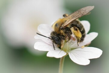 Closeup on a female Gwynne's mining bee, Andrena bicolor on a white Geranium pyrenaicum flower