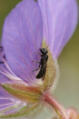 Closeup on a small harebell carpenter bee, Chelostoma campanularum, resting on blue Geranium flower