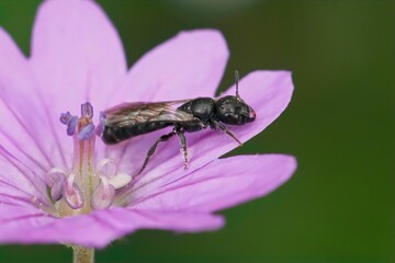 Closeup on a small harebell carpenter bee, Chelostoma campanularum, in a purple Geranium pyrenaicum