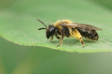 Closeup on a female Gwynne's mining bee, Andrena bicolor resting on a green leaf
