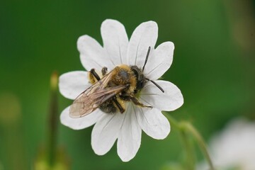 Closeup on a female Gwynne's mining bee, Andrena bicolor on a white Geranium pyrenaicum flower