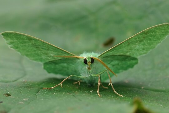 Frontal closeup on the Emerald geometer moth, Geometra papilionaria sitting with open wings