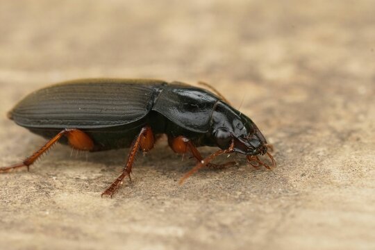 Closeup on a rather large ground beetle, Harpalus rubripes, sitting on a peice of wood