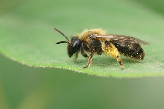 Closeup on a female Gwynne's mining bee, Andrena bicolor resting on a green leaf