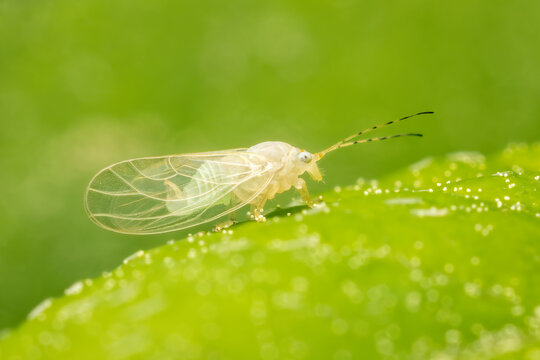 Very small cacopsylla on a green leaf with blurred background