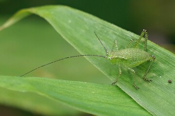 Closeup on green nymph of Speckled bush cricket, Leptophyes punctatissima hiding in the vegetation