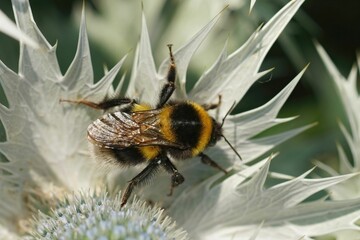 Closeup on the colorful small Garden bumblbee, Bombus hortorum, sitting on a grey thistle leaf