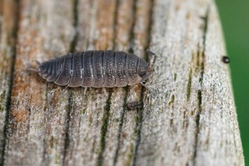 Closeup on a grey rough woudlouse, Porcellio scaber sitting on wood