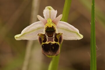 Closeup on the white flower of the woodcock bee orchid, Ophrys scolopax in a meadwon in Gard, France