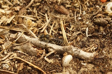 Closeup on a well camouflaged brown Hooked small-mason bee, Hoplitis adunca sitting on the ground