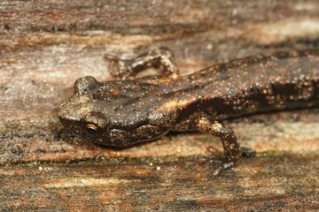 Closeup on a sub-adult Aneides ferreus , Clouded salamander sitt