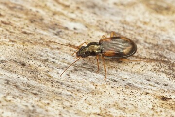 Closeup on a rather small ground beetle, Bembidion tetracolum , 