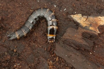 Closeup on the larvae of a clicking beetle Stenagostus rhombeus in the wood of a decaying beech tree