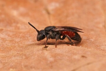 Closeup on a brilliant red cleptoparasite dark winged blood bee, Shecodes gibbus