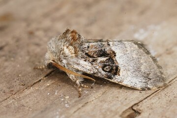 Closeup on the Nut-tree Tussock moth, Colocasia coryli sitting on wood