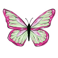 Pink Buterfly, isolated on white background