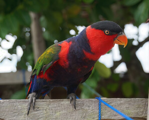 Parrot of Raja-ampat in Indonesia.