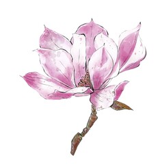Fototapeta premium Magnolia branch, botanical hand drawing illustration. Design element for wedding invitation and greeting card