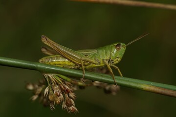 Closeup on the Common European Meadown grasshopper, Pseudochorthippus parallelus