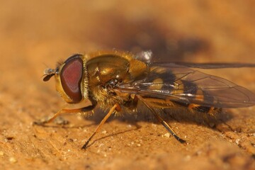 Closeup on a yellow striped, haire-eyed Syrphus torvus hoverfly