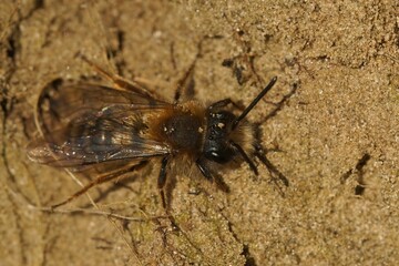 Closeup on a male of the early emerging Clarke's mining bee, Andrena clarkella sitting on sand