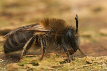 Closeup on a female Early cellophane bee, Colletes cuniculariussitting on the ground