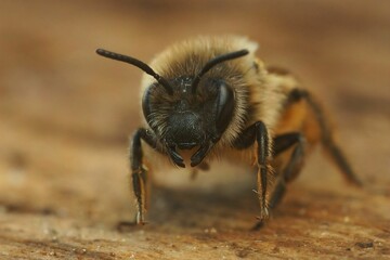 Detailed frontal closeup of an Andrena isolated with blurred background
