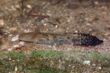 Obraz na płótnie Canvas Adorable Sardinian brook salamander in closeup