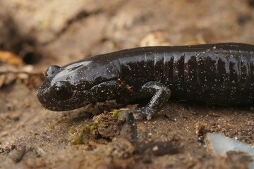 Closeup on a dark and rare Japanese endemic Ishizuchi streamside