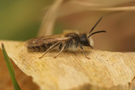 Closeup on a male of the early emerging Clarke's mining bee, Andrena clarkella