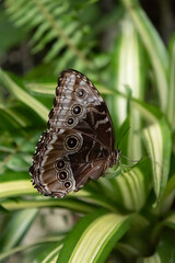 mariposa caligo sobre fondo verde