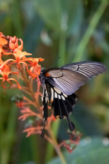 bonita y exótica mariposa sobre brote 