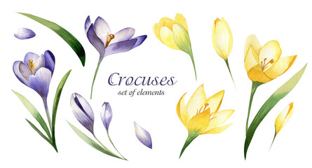 Crocus spring flowers watercolour set of elements on white background. Saffron flower.