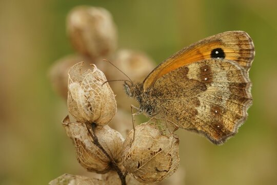 Macro shot of gatekeeper or hedge brown (Pyronia tithonus)